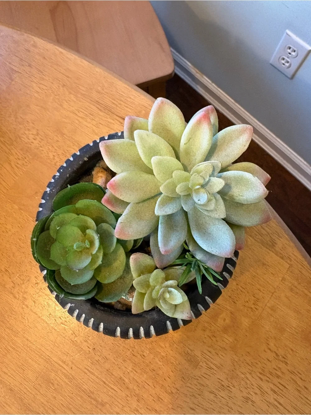 Succulent Arrangement in Striped Black Planter - Green & Pale Pink Accents